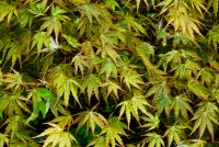 Colonsay House Gardens, Shrubbery leaves