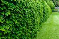Colonsay House Gardens, Garden hedges
