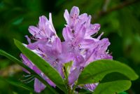 Colonsay House Gardens, Flowers 1