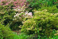 Colonsay House Gardens, Flowering Shrubs