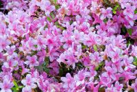 Colonsay House Gardens, Flowers (2)