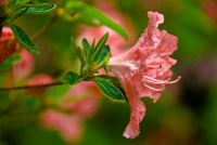 Colonsay House Gardens, Flowers (3)
