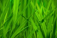 Colonsay House Gardens, Grass