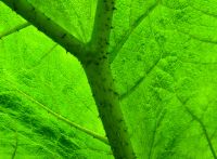 Colonsay House Gardens, Leaves