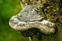 Colonsay House Gardens, Tree fungus