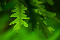 Colonsay House Gardens, Oak leaves
