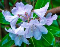 Colonsay House Gardens, Flowers (5)