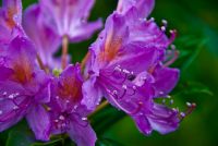 Colonsay House Gardens, Flowers