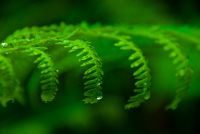 Colonsay House Gardens, Fern frond