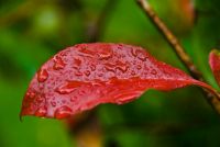 Colonsay House Gardens, Leaf