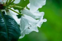 Colonsay House Gardens, Flowers (6)