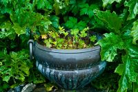 Colonsay House Gardens, Flower pot