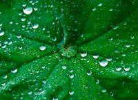 Colonsay House Gardens, Water on a leaf