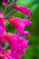 Colonsay House Gardens, Flower blossoms
