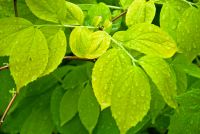 Colonsay House Gardens, Leaves wet with rain