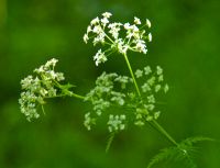 Colonsay House Gardens, Flower