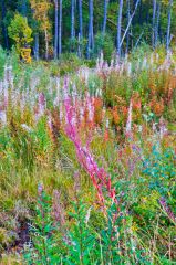 Colourful flowers and woodland beside the trail