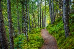 The woodland trail to the viewing platform