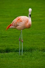 A flamingo on the garden lawn