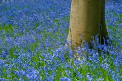 Shady bluebell woods