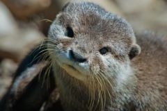 Closeup of an otter