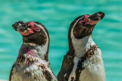 A pair of Humbolt penguins