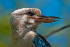 A closeup of a Kookaburras