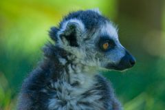 A ring-tailed lemur