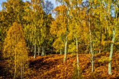 Craigellachie woodland in autumn