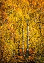 Craigellachie woodland near Aviemore