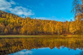 Craigellachie National Nature Reserve