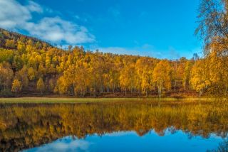 Craigellachie National Nature Reserve