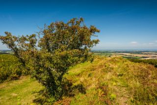 Cranbrook Castle Hillfort