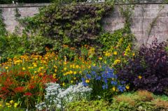 Flowering plants near a garden wall