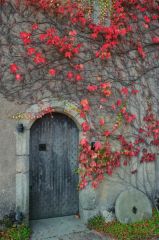 Castle door covered with ivy