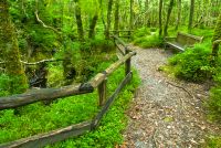 Wood of Cree, Pathway through the woods