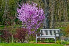 Cressing Temple Barns and Gardens, A bench in the Tudor garden