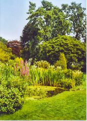 The water garden (c) Colin Smith