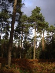 Scots pines in Dalby Forest (c) Ricjl