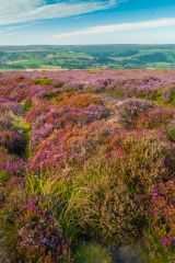 Summer heather in bloom