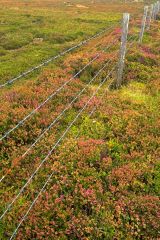 Mull Head Nature Reserve, Following the circular rail through heather