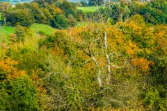 The woodlands in Autumn