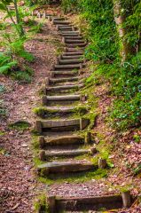 Garden steps above the bog garden