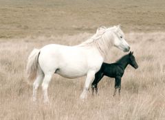 Dartmoor pony mare and foal at Drizzlecombe