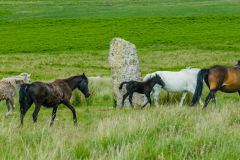 Drizzlecombe Stone Rows