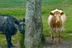 A couple of local cows enjoying the standing stones