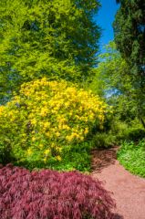 A colourful trail in the garden