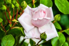 A summer rose in bloom