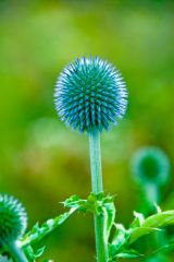 A thistle lit by the sun