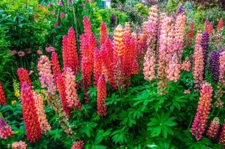 Eggleston Hall Gardens